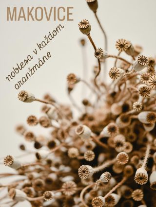 Kto povedal, že krása musí byť nápadná? 🌾 Makovice si svojou jemnou eleganciou získavajú čoraz viac sŕdc milovníkov...